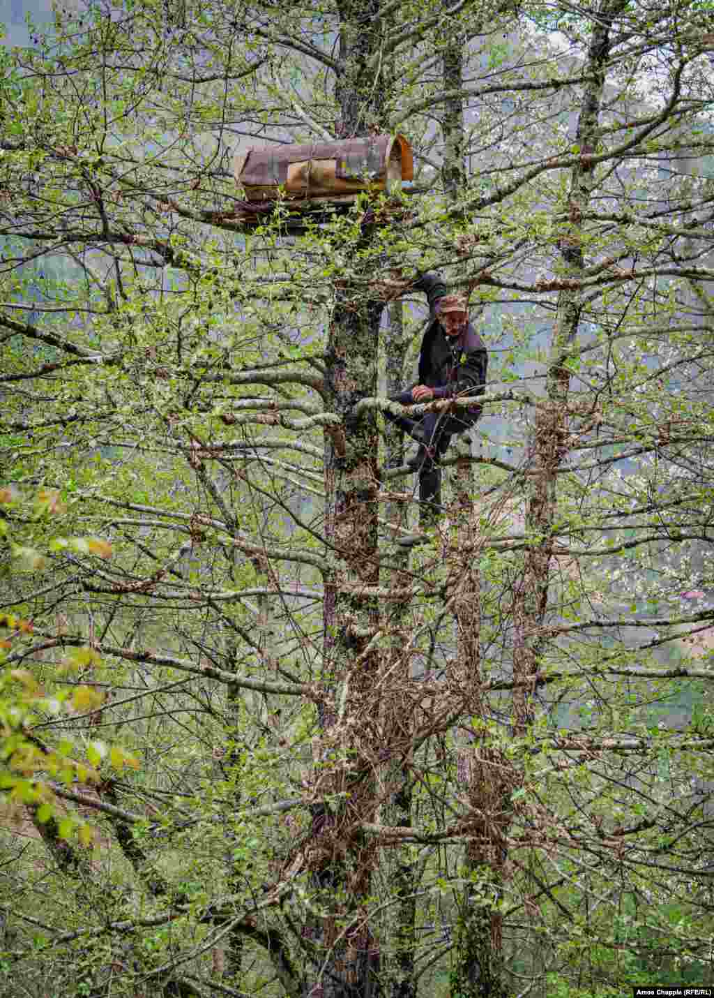Другие отправляются на необычайные высоты, чтобы держать свои ульи вне досягаемости медведей, которые бродят по аджарскому высокогорью