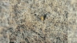 Загострення на Донбасі: бойовики дистанційно мінують українські позиції та використовують снайперів (відео) Загострення на Донбасі: бойовики дистанційно мінують українські позиції та використовують снайперів (відео)