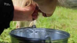 Дві Катерини – переселенка з Луганщини і бойківчанка – розвивають козячу ферму у Карпатах (відео) Дві Катерини – переселенка з Луганщини і бойківчанка – розвивають козячу ферму у Карпатах (відео)