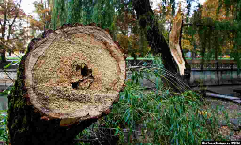 Часть упавших веток и деревьев коммунальщики обпили чтобы не мешали прохожим