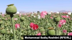 Afghanistan harvested 6,800 tons of opium in 2021, the UN Office on Drugs and Crime said.