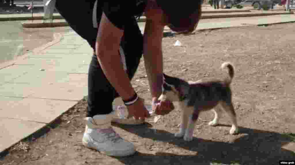 Пес на фото - сирийский "беженец", который в поисках лучшей жизни отправился в Европу со своим хозяином и другими мигрантами из Ближнего Востока и Африки