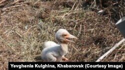 Птенец дальневосточного аиста. Фото: пресс-служба Болоньского заповедника