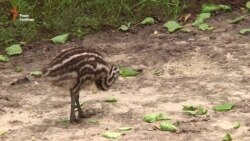 Страус, врятований військовими з-під Донецького аеропорту, висидів трьох пташенят (відео) Страус, врятований військовими з-під Донецького аеропорту, висидів трьох пташенят (відео)