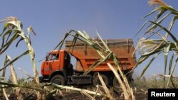 A truck harvests corn at a collective farm some 250 kilometers southeast of the Russian city of Voronezh.