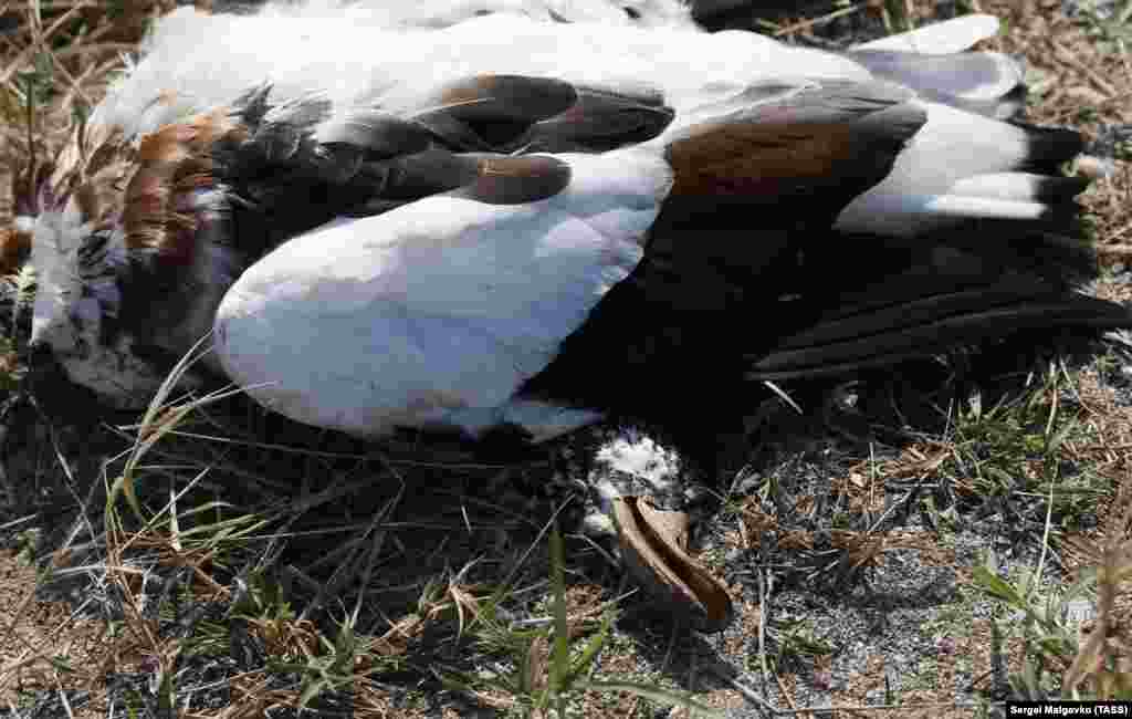 «Первостепенной задачей является утилизация погибших птиц. Также будет проведен обход подворий с целью обнаружения гибели домашней птицы», – пояснил он журналистам