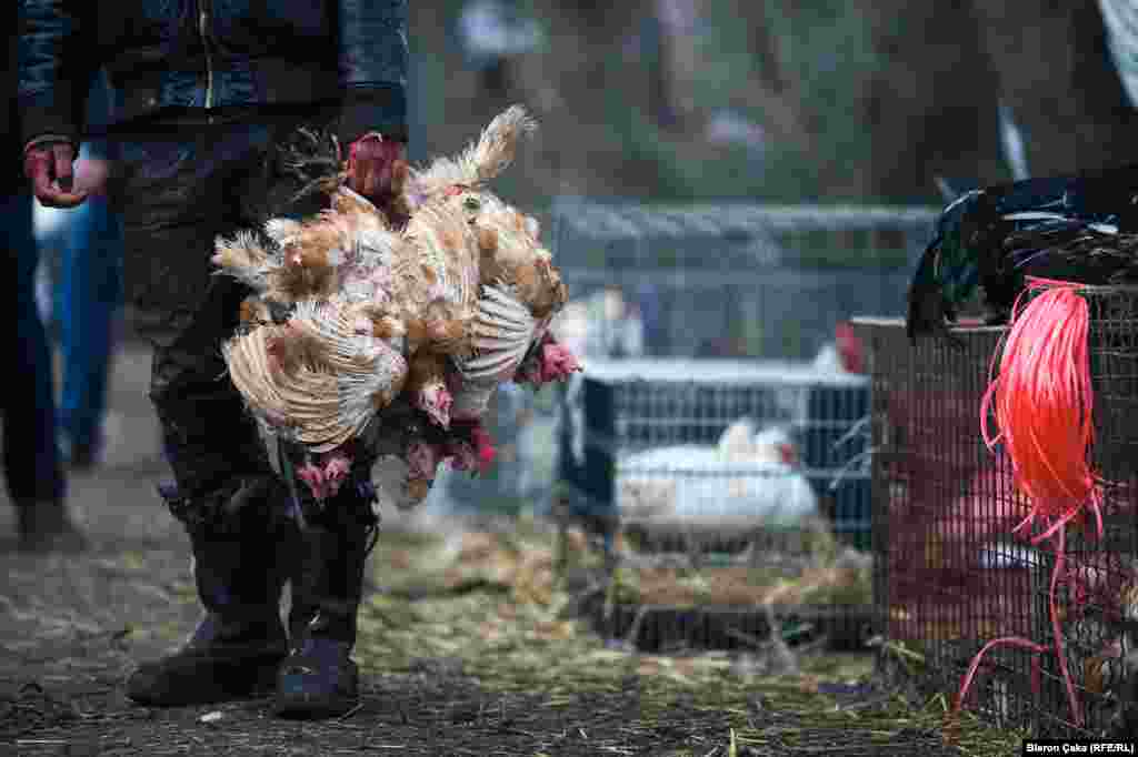 На курином рынке в городе Вучитрн было особенно оживленно (Photo by Bleron Çaka)