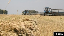 Производителям выгоднее продавать зерно государству по высоким интервенционным ценам, чем экспортировать по низким