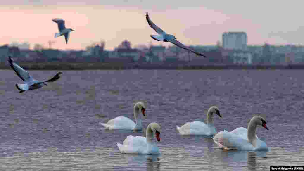 В последнее время экологи наблюдают, что лебеди задерживаются дольше обычного. На это влияет потепление и хорошая кормовая база 