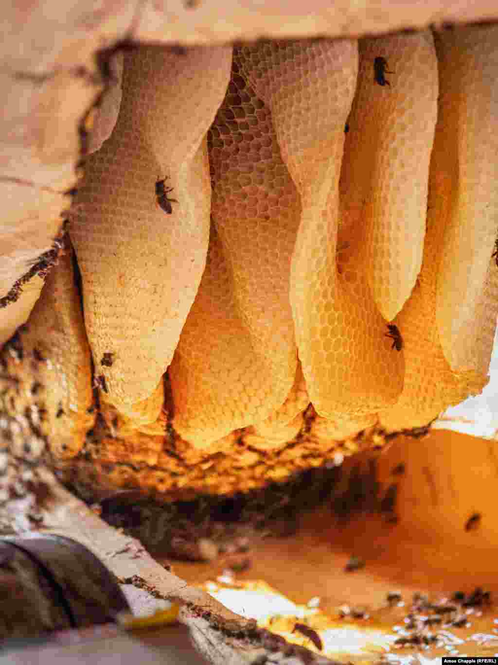 Внутри одного из 20 ульев Путкарадзе соты свисают с верхней части полого бревна. Он говорит, что всю свою жизнь проработал с пчелами в основном для того, чтобы «сохранить традицию», но благодаря растущему рынку этого уникального меда он планирует добавить еще 10 ульев