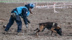 Як боснійські собаки-сапери допомагають у розмінуванні України (відео) Як боснійські собаки-сапери допомагають у розмінуванні України (відео)