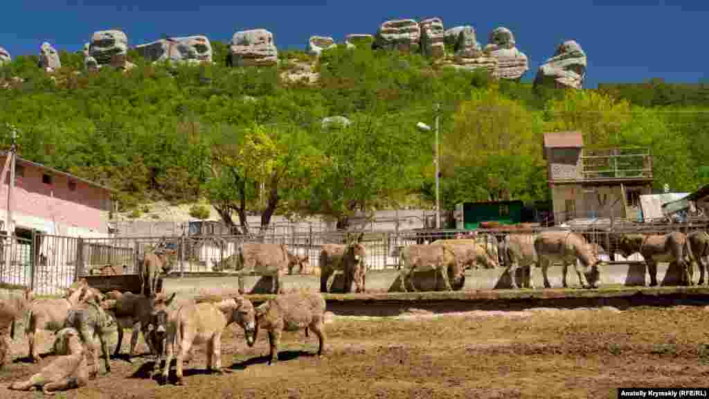 Большинство домашнего скота и птиц Залесного сосредоточено на частной ферме «Чудо-ослик», которая уже 20 лет функционирует на территории бывшего колхоза «Украина». Вместе с ослами там живут лошади, волы, коровы, козы, овцы, гуси, утки, куры, декоративные голуби и павлины