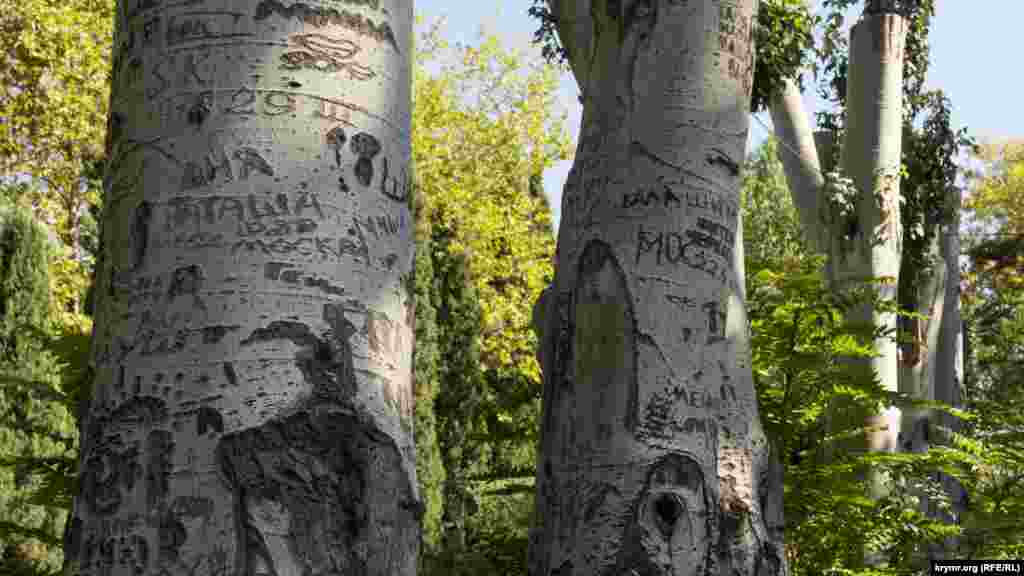 Эти старые тополя вдоль правого берега реки сполна ощутили на своей коре руки многих юных «художников». Не мудрено – рядом находится городской Центр детского творчества