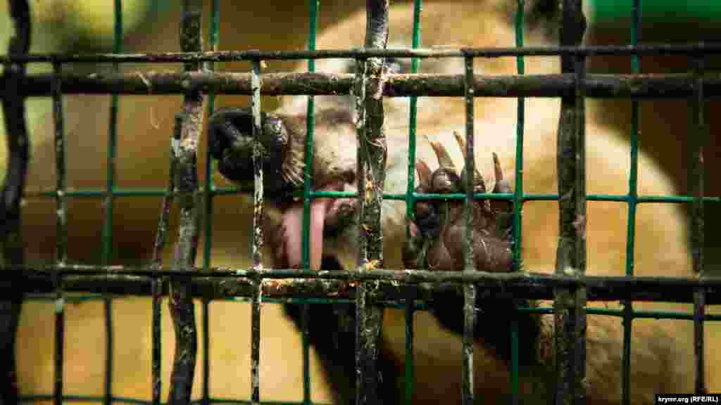 Носуху недавно покормили 