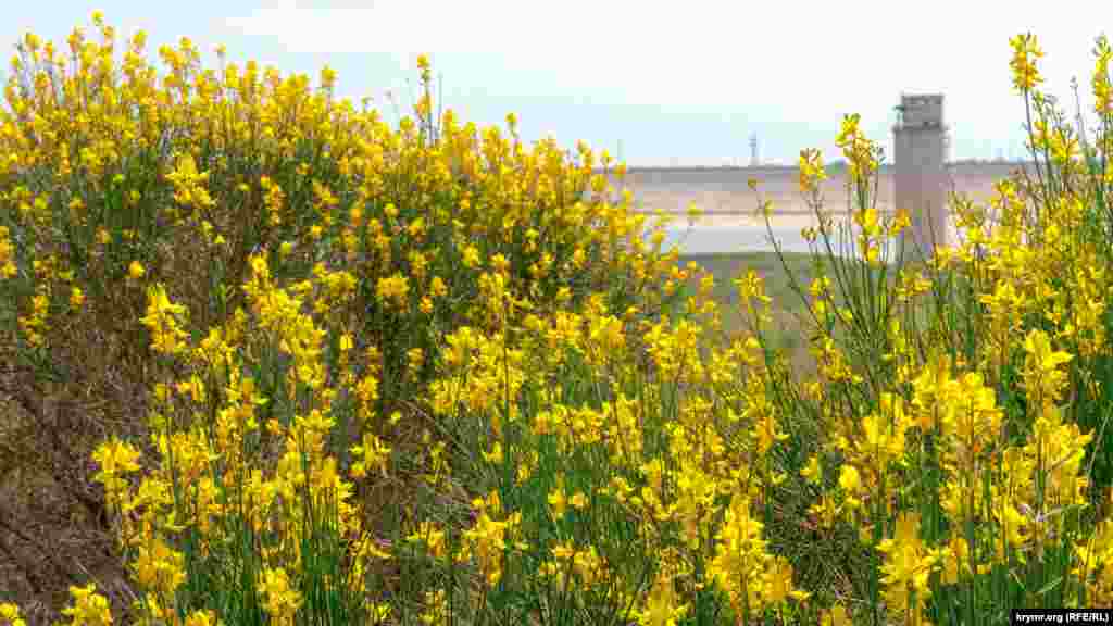 Как и на этом берегу. Плоды растения – ядовиты