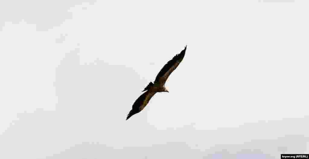 Это гнездящаяся оседлая и кочующая птица Крыма. Гнездовая численность на полуострове, по последним данным, составляет около 25 пар, общая (вместе с особями, которые не размножаются) – около полутора сотен птиц. Размах крыльев белоголового сипа достигает 2,65 метра, а вес – до 10 килограмм