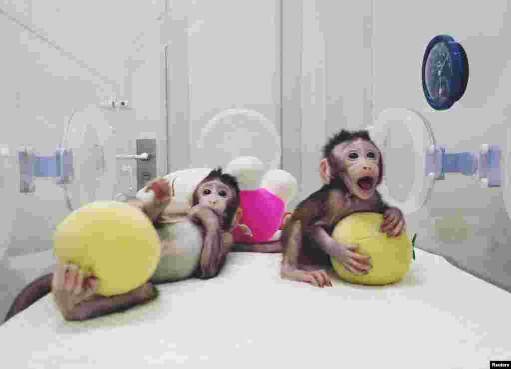 За словами вчених, клоновані макаки зараз їдять з пляшечки і нормально розвиваються. У найближчі місяці вчені планують створити нових клонованих мавп