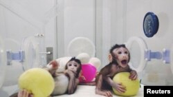 China -- Cloned monkeys Zhong Zhong and Hua Hua,China,2018Jan20