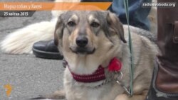 Власники собак у Києві пікетували МВС та Адміністрацію президента Власники собак у Києві пікетували МВС та Адміністрацію президента