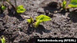 Температура повітря протягом доби 1 березня буде від 0 до 5 тепла