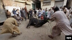 په تېرو اخترونو کې به وبا نه وه نو خلکو بې له څه احتیاطه د قربانۍ مراسم پر ځای کول.