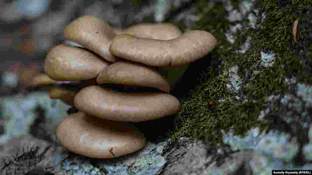 На некоторых из них выросли съедобные грибы – вешенки