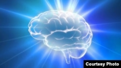 Believer’s Brains.