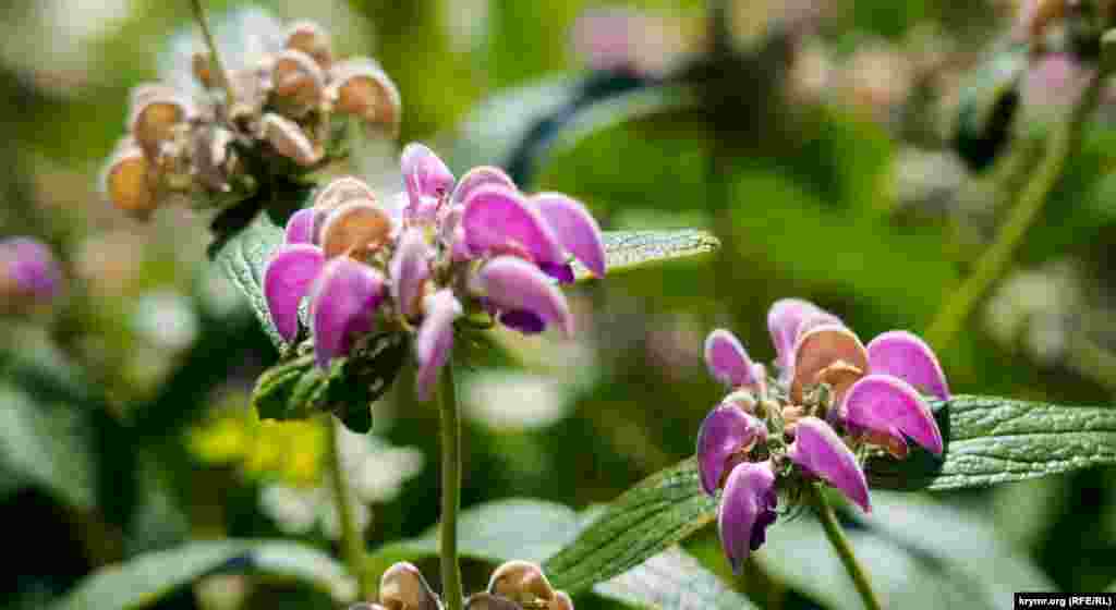 Поликарпическая трава зопник крымский образует, как говорят биологи, жизненную форму «перекати-поле» – под осень высохший стебель отрывается от корня ветром и переносится им по полям и степям. Родовое название растения происходит от греческого слова «flomos», означающего пламя или огонь. Это название дано зопнику вследствие того, что его листья употреблялись в древние времена для изготовления ламповых фитилей