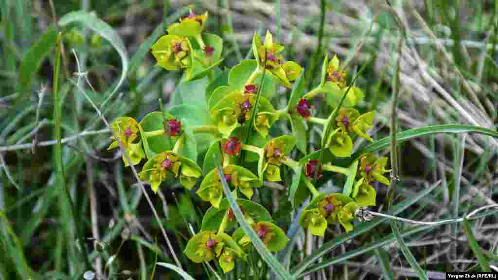 Молочай миртолистный любит скалы и каменистые склоны с известковой почвой, которой в окрестностях города пруд-пруди 