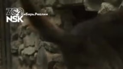 Новосибирский зоопарк снял видео с новорожденными волчатами Новосибирский зоопарк снял видео с новорожденными волчатами