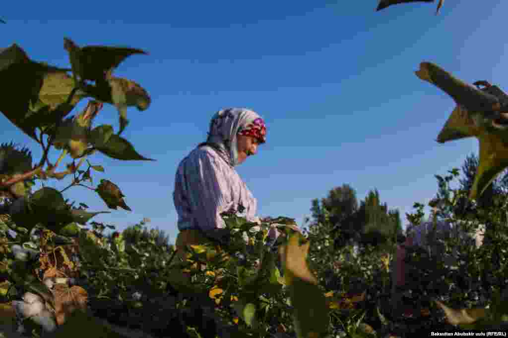 Женщины собирают от 60 до 110 килограммов хлопка 