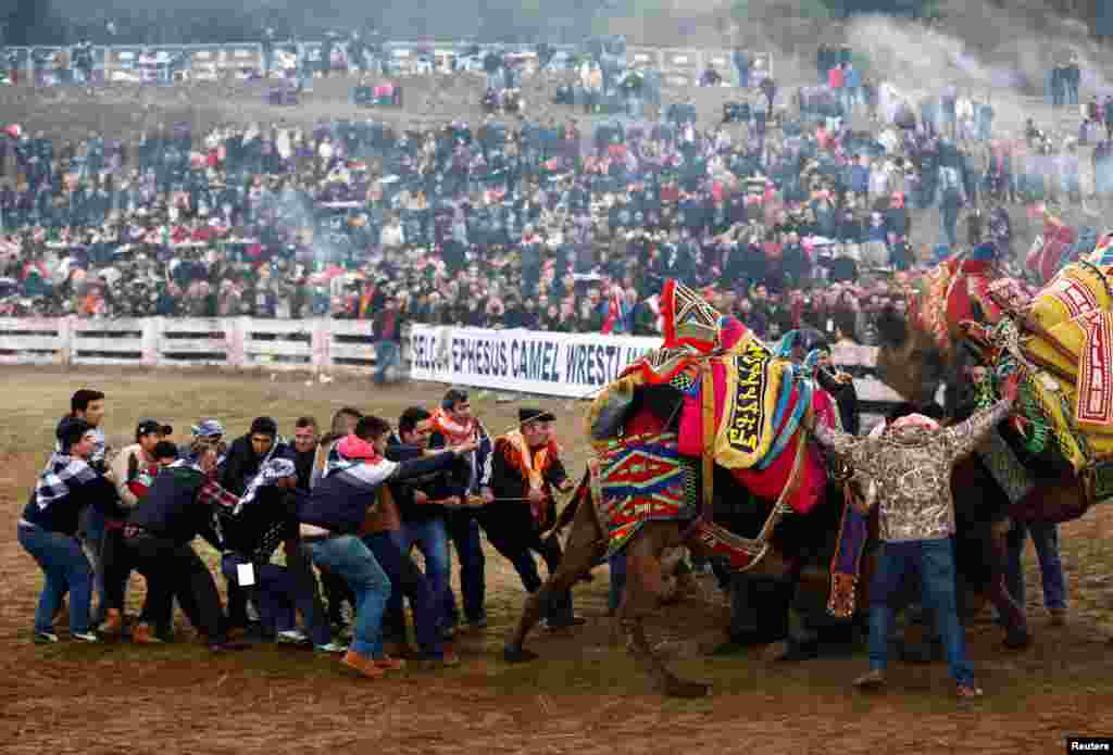 Большинство боевых верблюдов сегодня выращиваются в Иране и Афганистане, но на бои животных все равно привозят в Турцию 