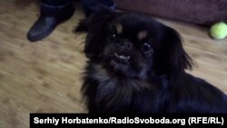 Собачка Жужа зимуватиме у Покровську