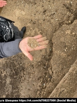 Песок после очистки его бактериями от фракций мазута, собранных на крымском побережье