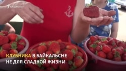 Клубника помогает выжить пенсионерам Байкальска Клубника помогает выжить пенсионерам Байкальска