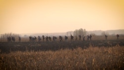 Ljudi u pokretu u rukama krijumčara na Balkanskoj ruti Ljudi u pokretu u rukama krijumčara na Balkanskoj ruti