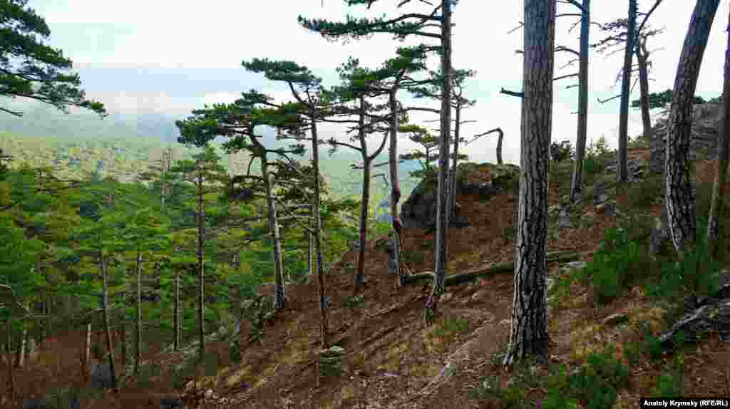 Крымская сосна занесена в Красную книгу Украины и России (В России она растет в горах южнее Геленджика)