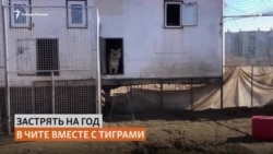 Новосибирский цирк уже год не может вернуться домой из Читы Новосибирский цирк уже год не может вернуться домой из Читы