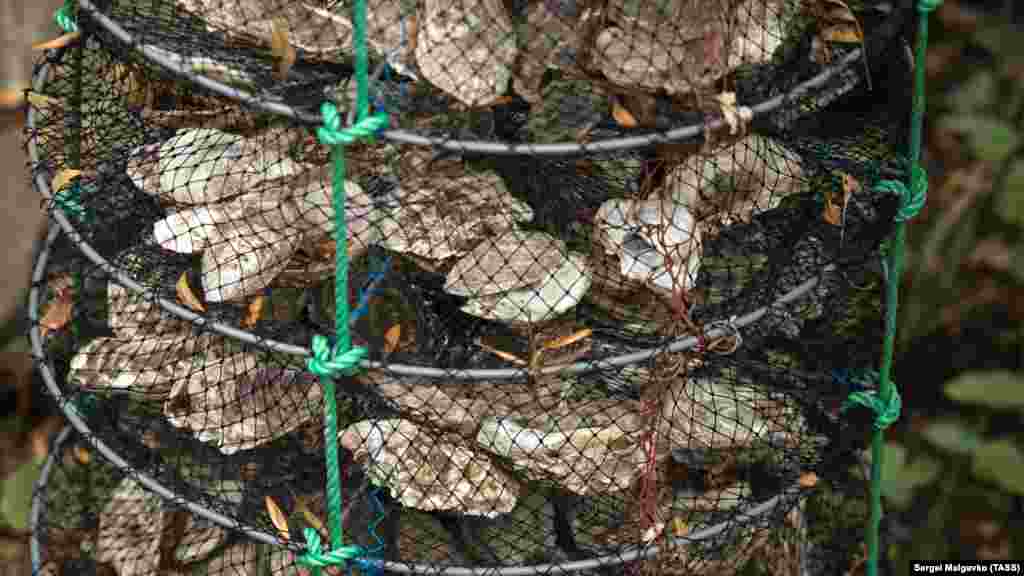 Устриц на ферме вылавливают с помощью ятеря – сетевой корзины с обручами внутри