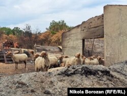 Ovce na zgarištu u Piperima, nadomak Podgorice, avgust 2025.