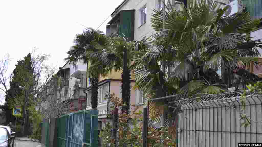 Продвигаясь далее на север по улице Садовой, проходим ряд пятиэтажных «хрущевок», построенных в 60-х годах при СССР. Тут можно полюбоваться пальмами, которые были высажены вдоль домов еще тогда и до сих пор заботливо сохраняются жильцами 