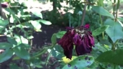 Крым: близкие о смерти матери Ахтема Чийгоза (видео) Крым: близкие о смерти матери Ахтема Чийгоза (видео)