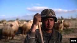 Сирийский пастух. Снимок сделан 16 марта близ Дамаска