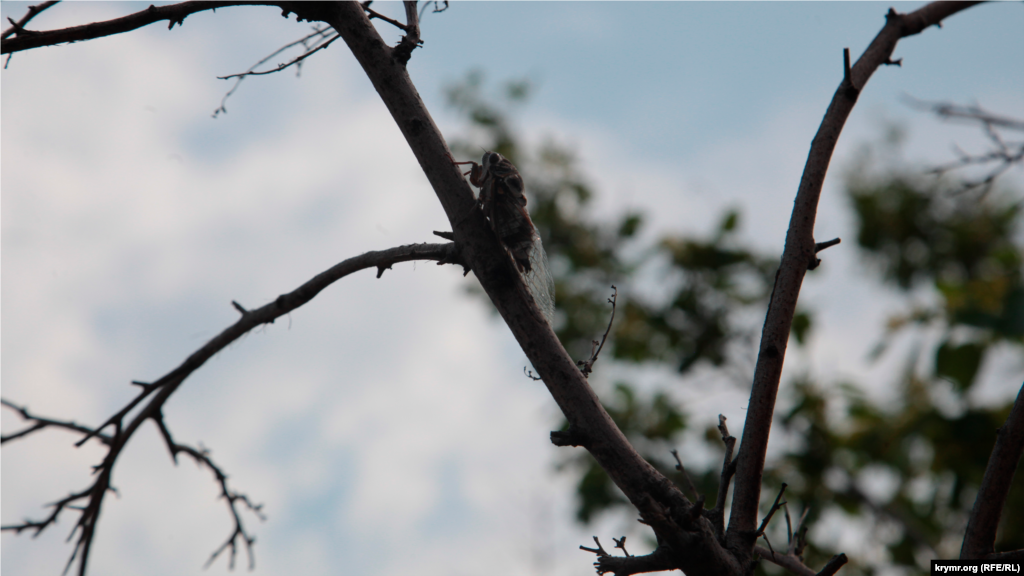 Год выдался богатым на всевозможную живность. И если комары уже никого не удивляют, то вот обилие цикад приводит в изумление. Сотни стрекочущих насекомых висят на ветках, как спелые плоды. Их так много и они такие громкие, что трудно расслышать собеседника за их «песнями»