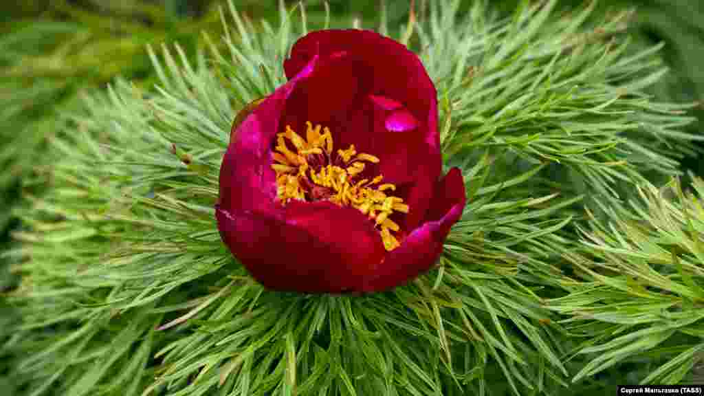 Каждой весной крымские степи и склоны гор покрываются пестрыми коврами цветов. Летом на полуострове уже не увидеть такого буйства красок: под палящим южным солнцем зелень увядает. Сейчас на склонах холмов на южной окраине Симферополя зацвели дикие горные пионы. Растения занесены в Красную Книгу