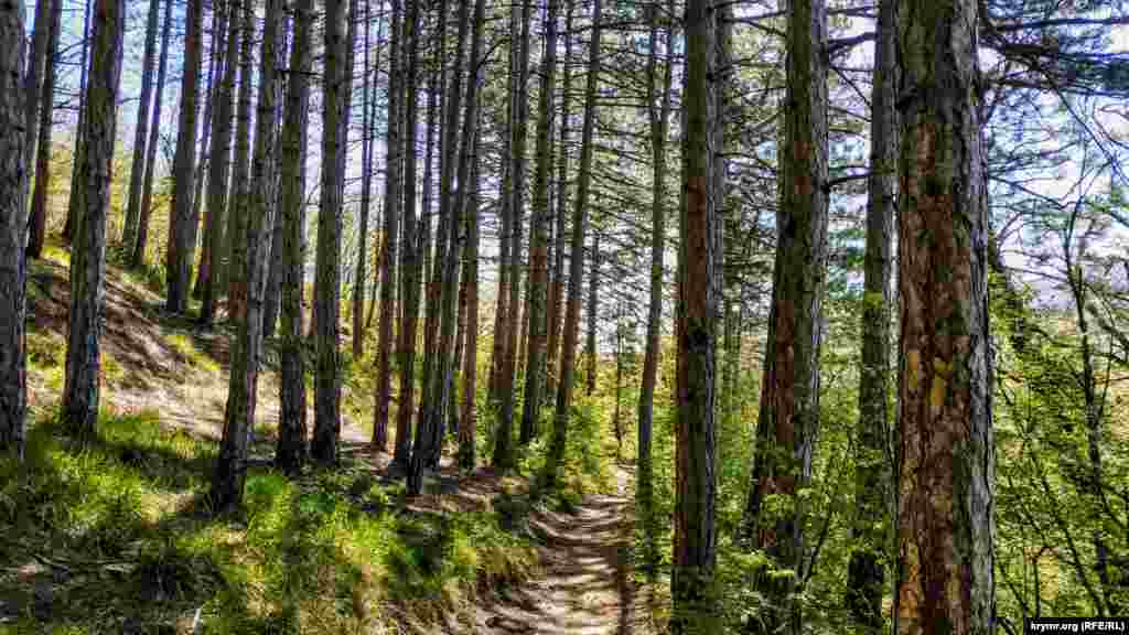 В лесу посреди сосен, которые недавно с подачи российских властей признаны «сорняком»