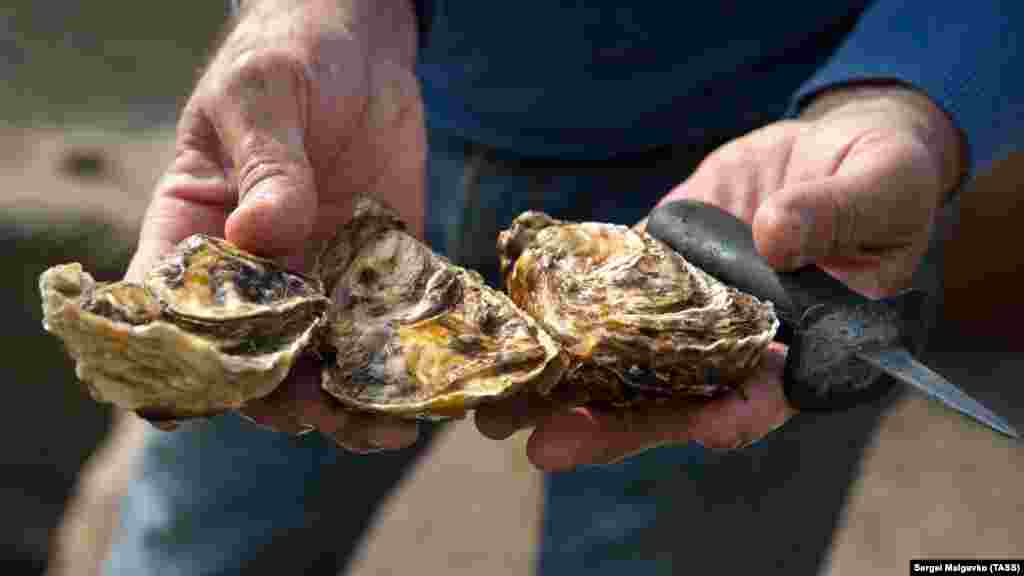Разделывают устриц специальным ножом с короткой ручкой и толстым лезвием. По словам Сергея Кулика, каждый моллюск пропускает через себя до 60 литров воды в сутки, поэтому качество воды непосредственно влияет на вкус морепродуктов. Больше – в фотогалерее