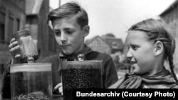 Пионеры собирают колорадских жуков, 1952 год