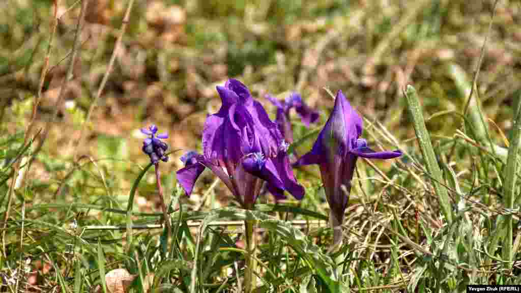 Ирис карликовый бывает и фиолетового цвета 