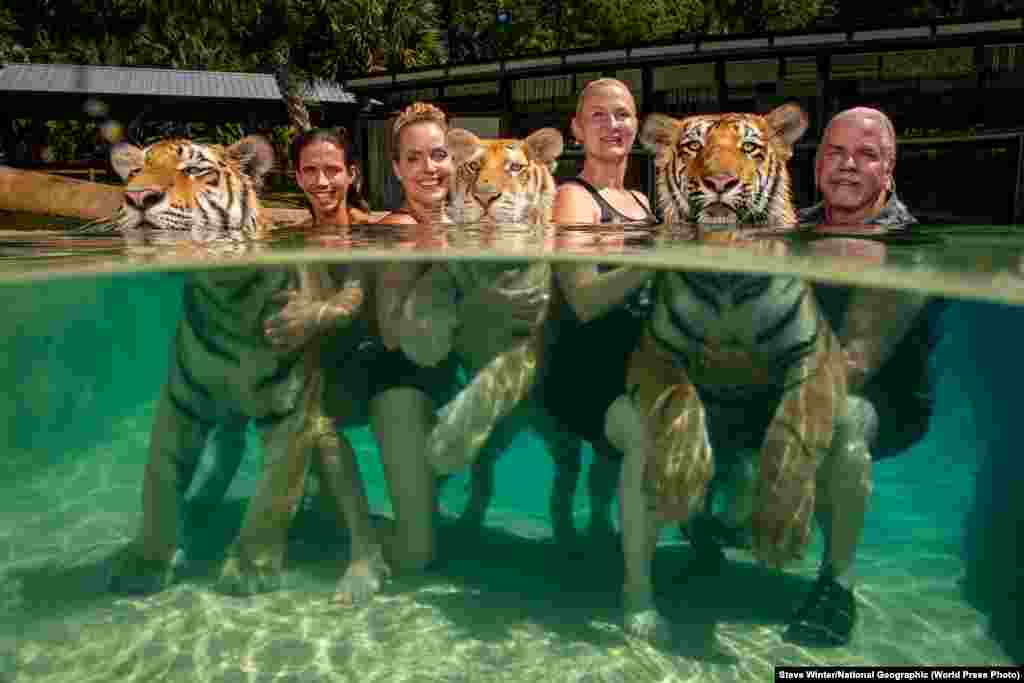 Кевін Ентл позує зі своїм персоналом у басейні, який вони використовують для шоу із тиграми, в його розважальному закладі Myrtle Beach Safari в Південній Кароліні, США, 30 квітня 2019 року. Туристи платять до 399 доларів за вступ, щоб приєднатися до ранкової екскурсії, від час якої вони можуть побавитися та сфотографуватися з тигренятами. Друге місце в категорії «Поточні теми», фотоісторії – Стів Вінтер, National Geographic